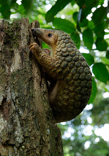 save-wildlife